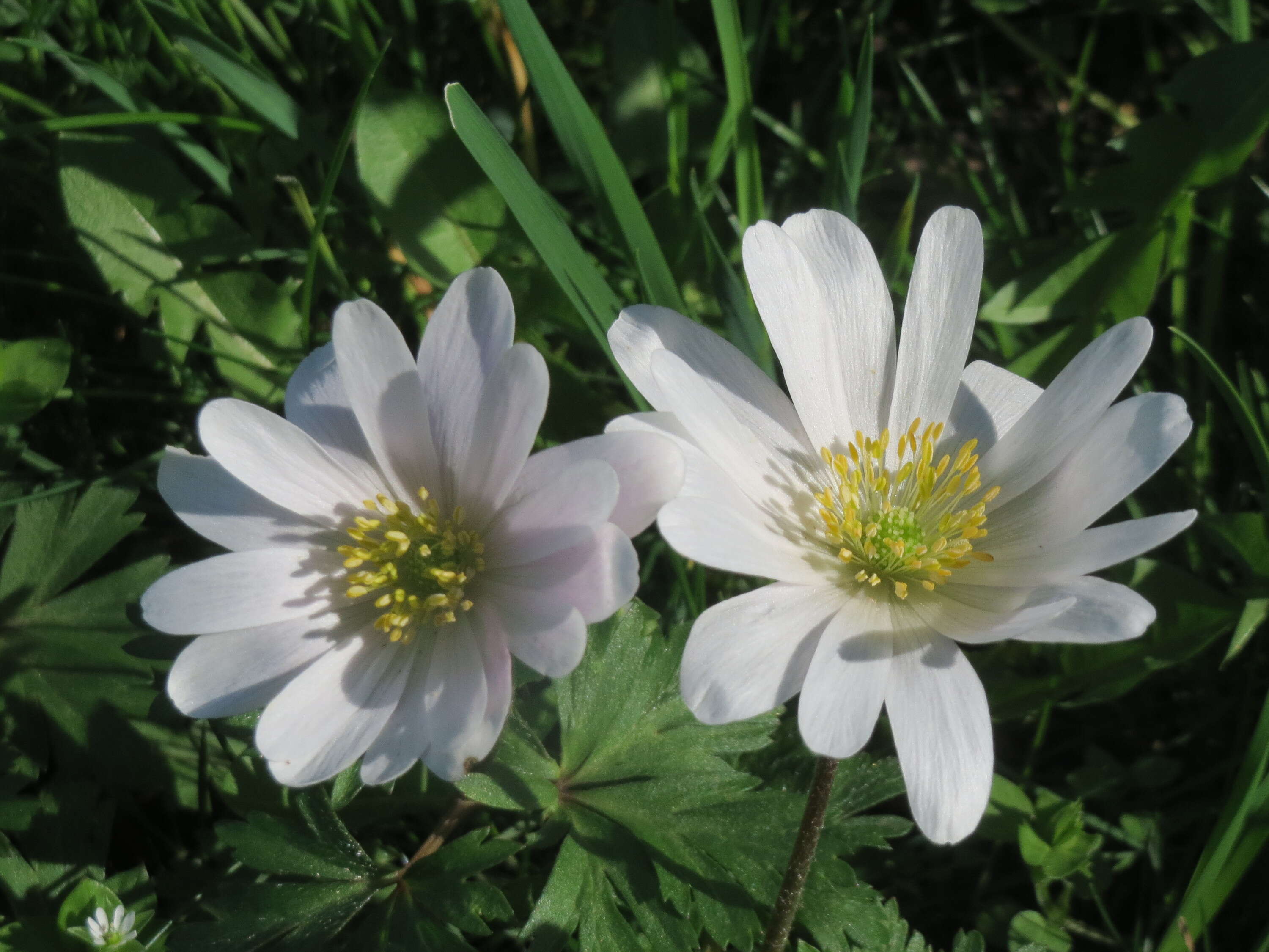 Image of Balkan Anemone