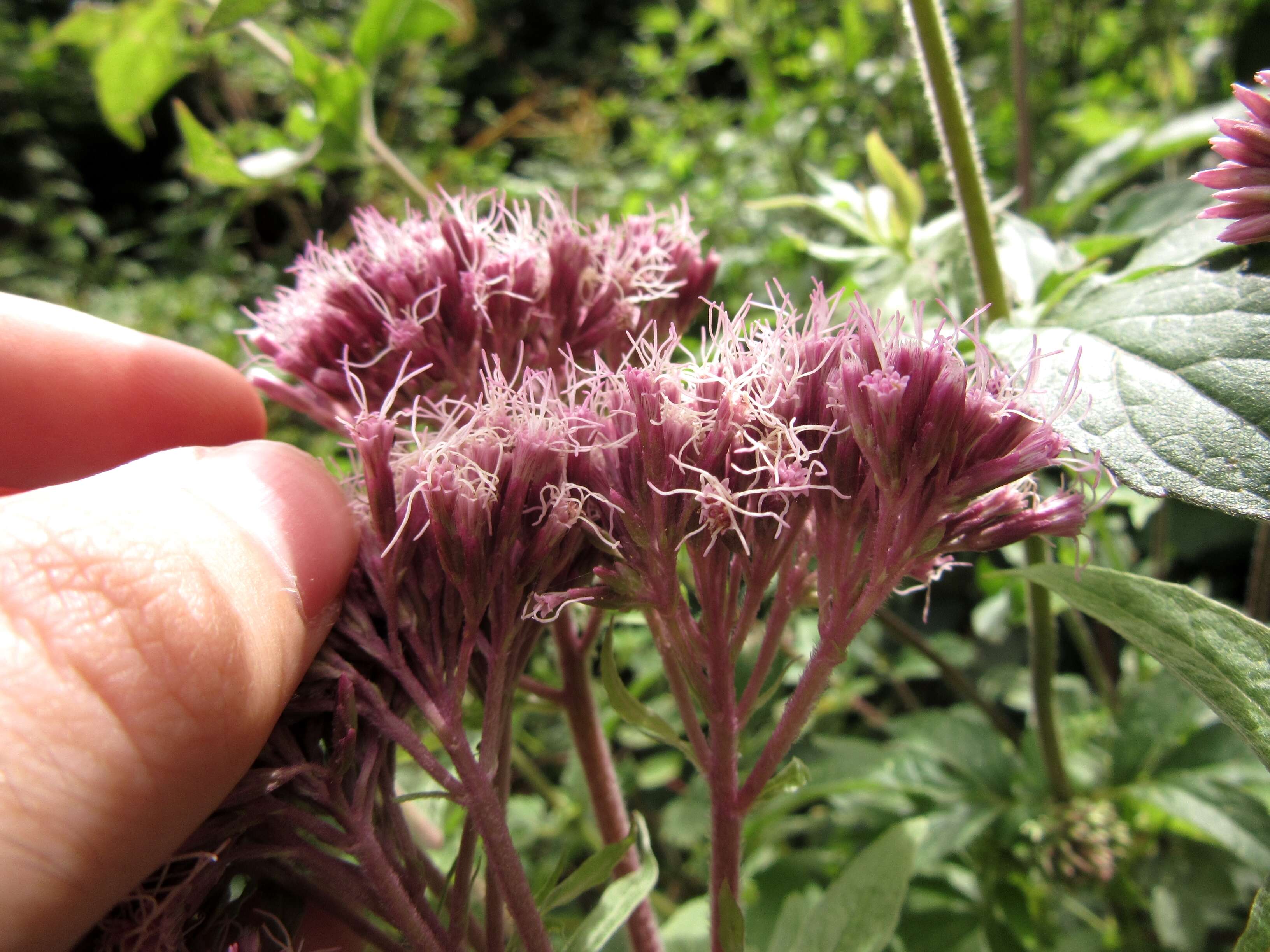 Image of hemp agrimony