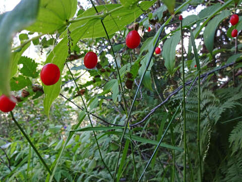 Image of claspleaf twistedstalk