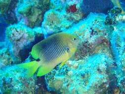 Image of Threespot Damselfish