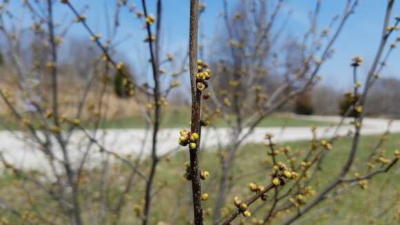 Image of northern spicebush