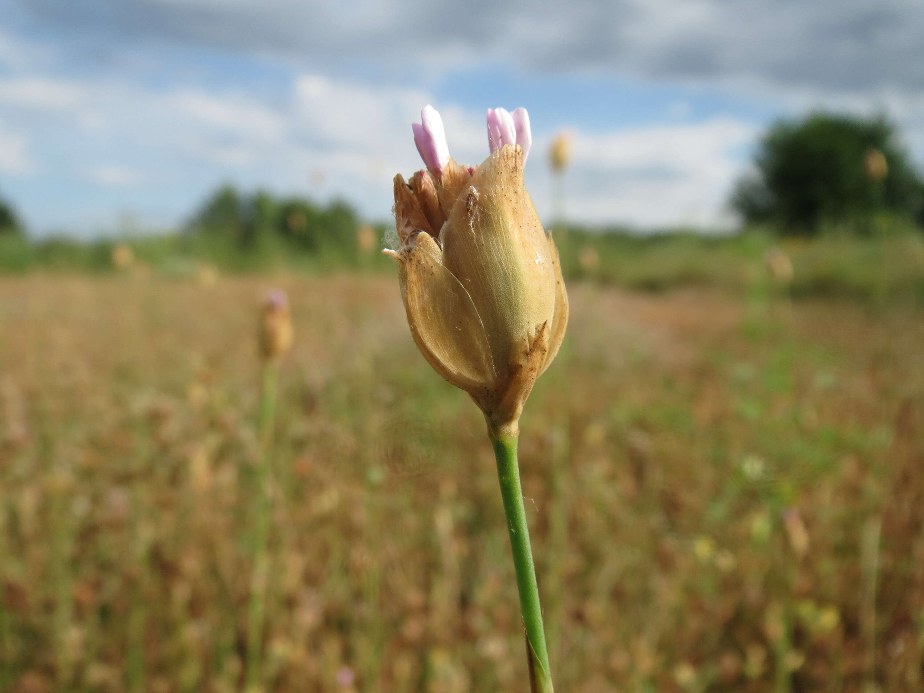 Image of Proliferous Pink