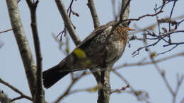 Image of Fieldfare