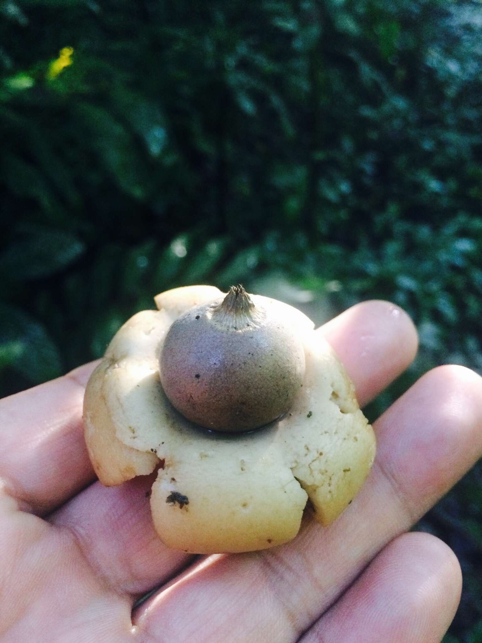 Image of Geastrum saccatum