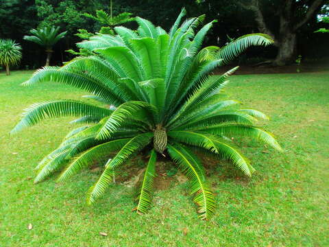 Image of Ground Cycad