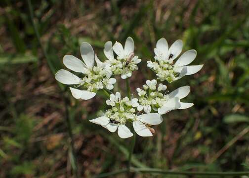 Orlaya grandiflora (L.) Hoffm. resmi