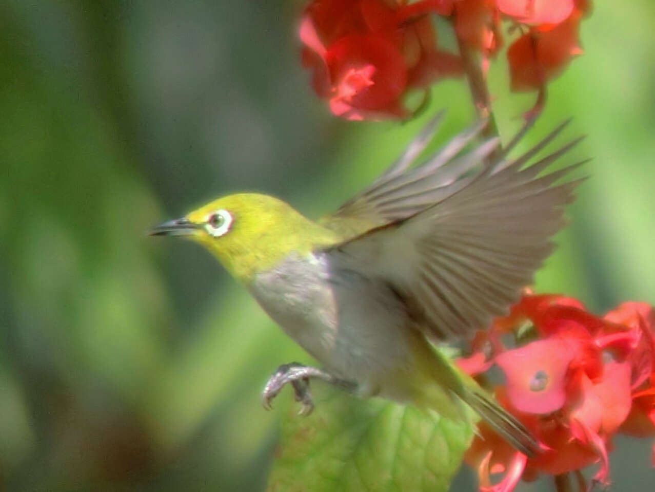 Image of Swinhoe's White-eye