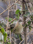 Image of Brown-flanked Bush Warbler