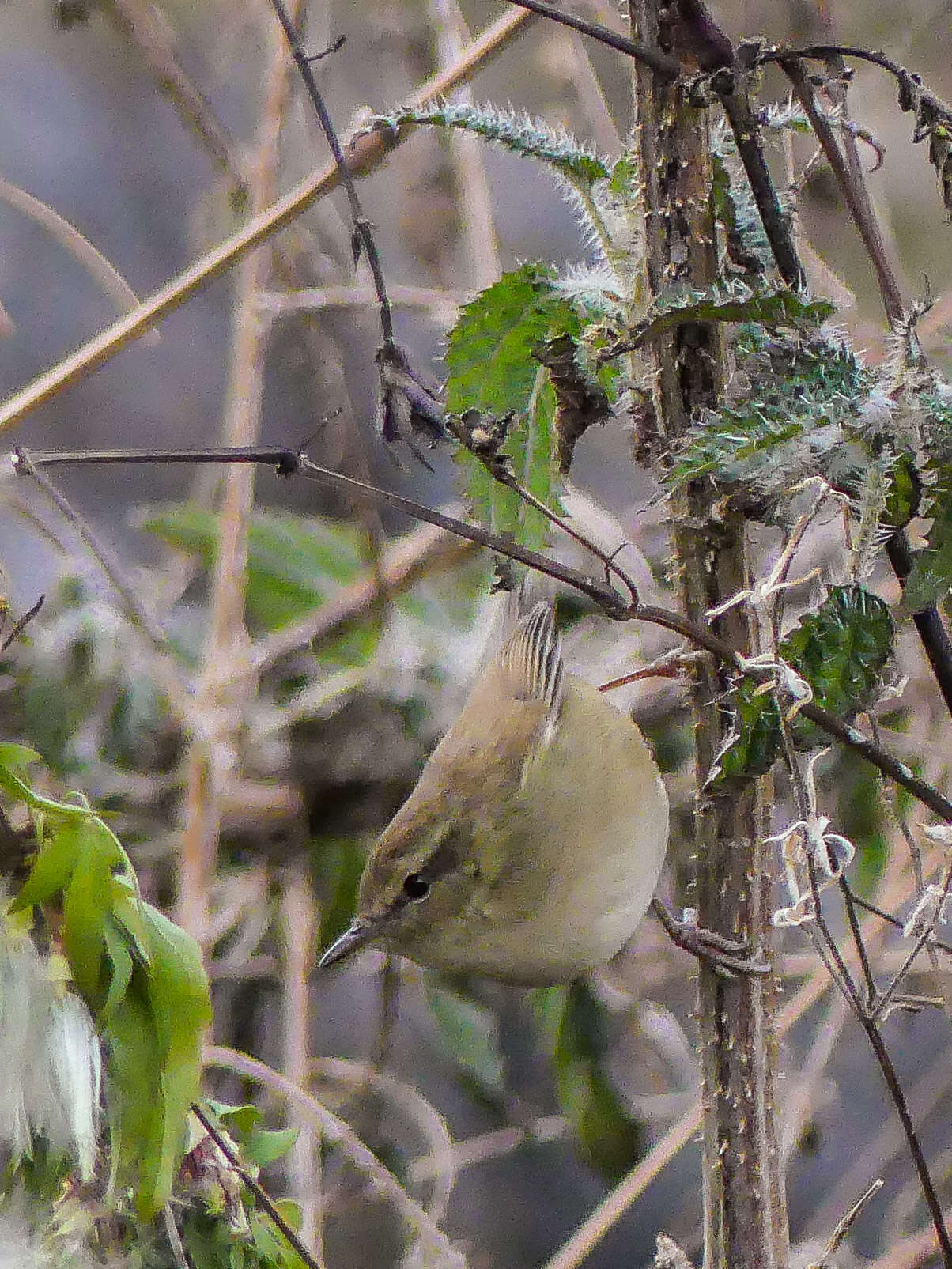 Image of Brown-flanked Bush Warbler