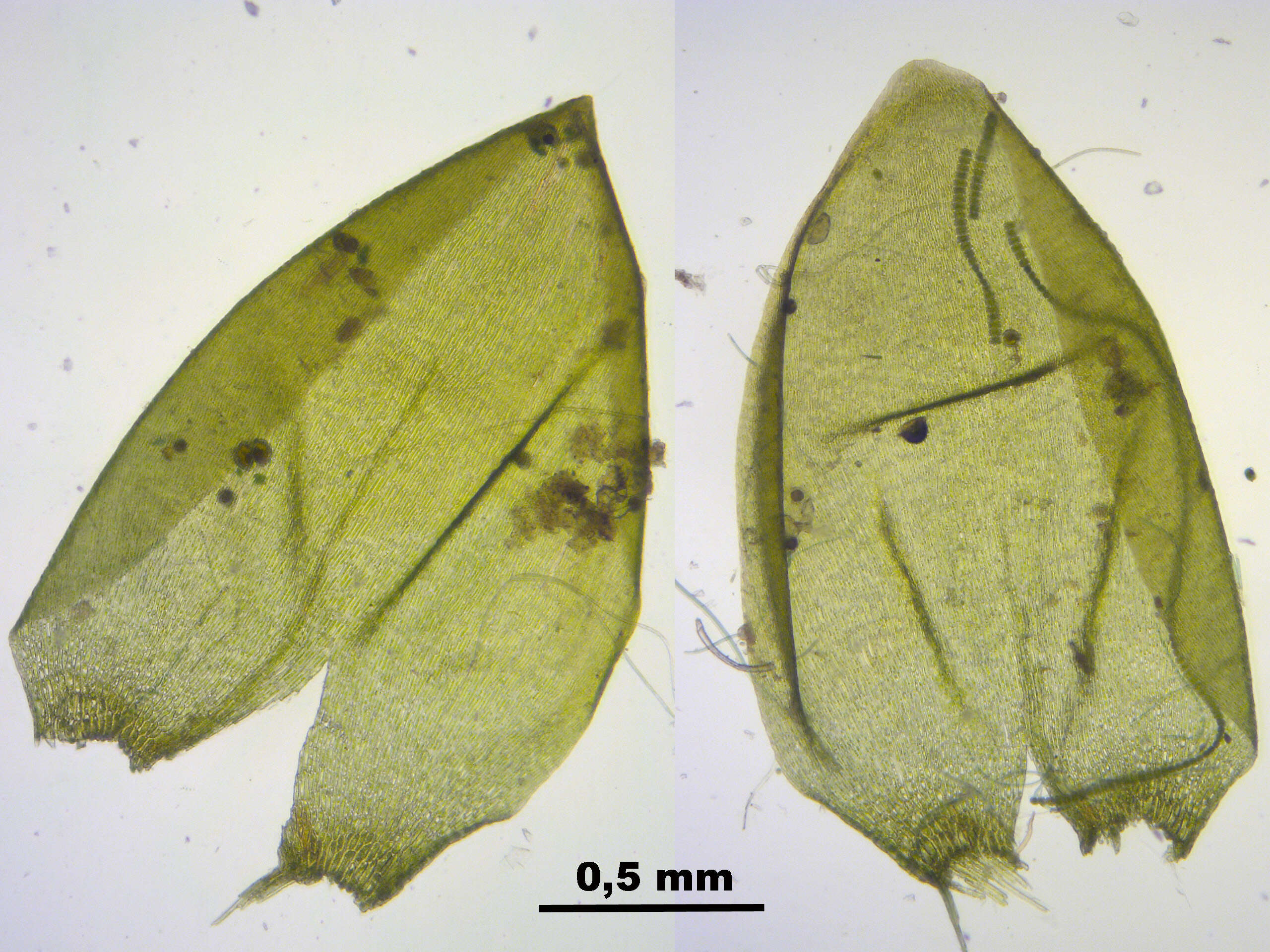 Image de Pseudocalliergon trifarium Loeske 1907