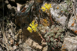 Image of spearleaf stonecrop