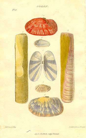 Image de Solenidae Lamarck 1809