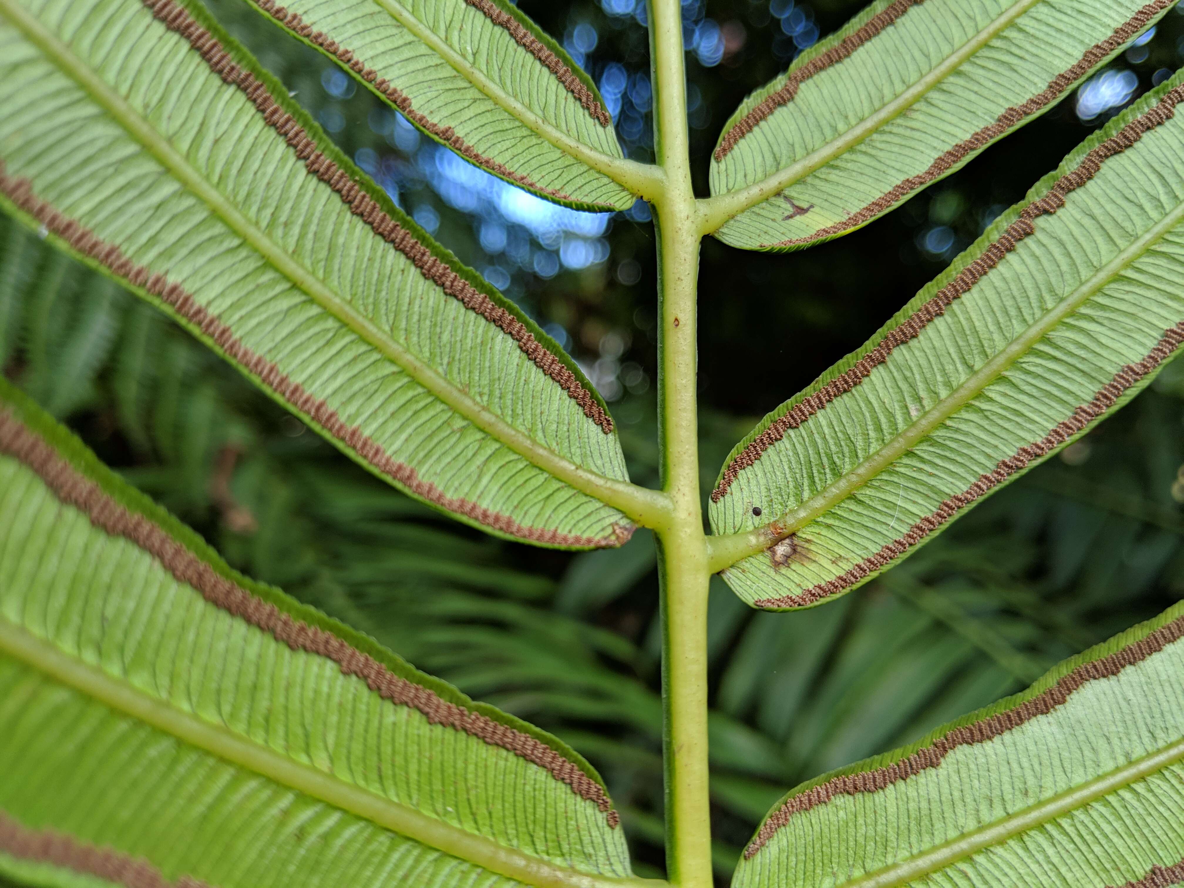 Image of angiopteris fern