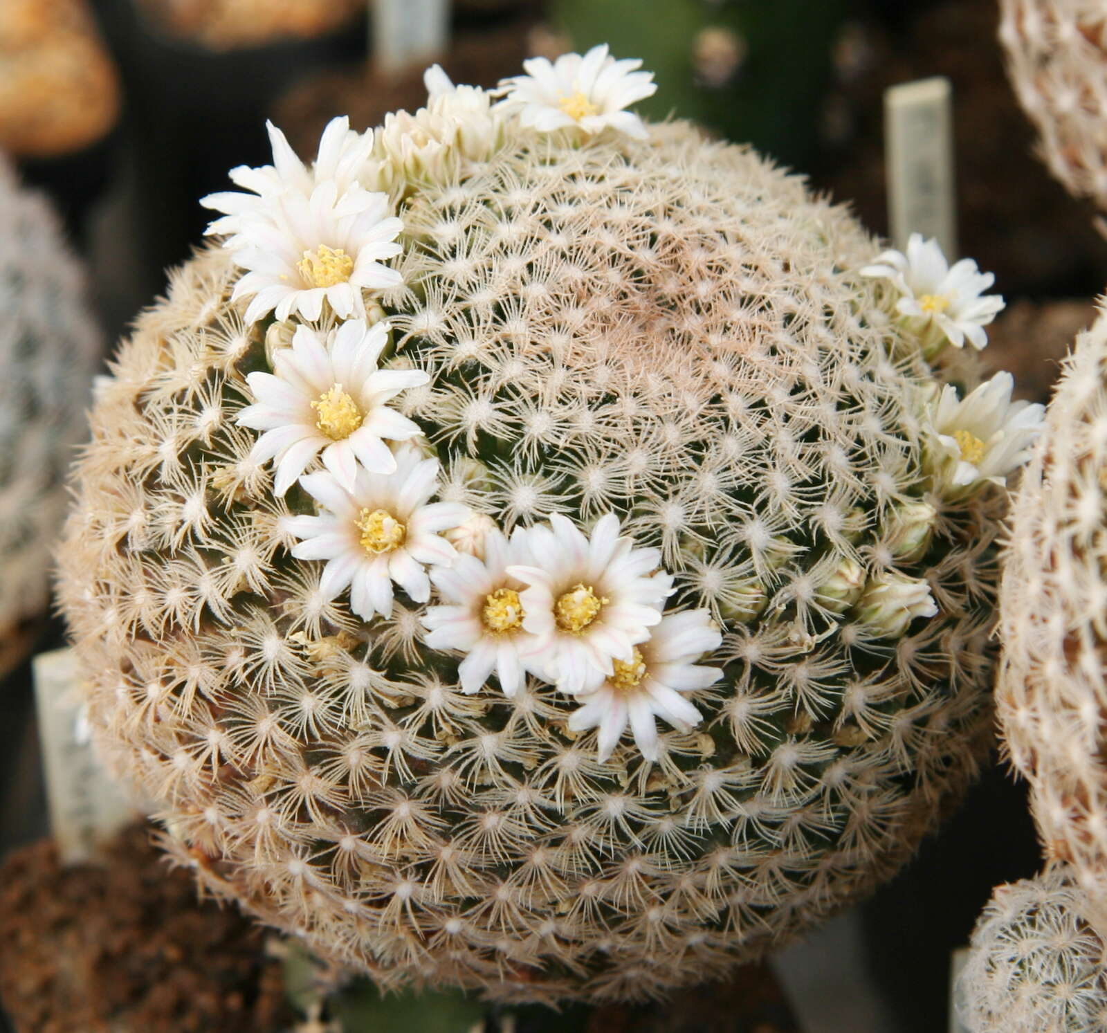 Image of Lace-spine Nipple Cactus