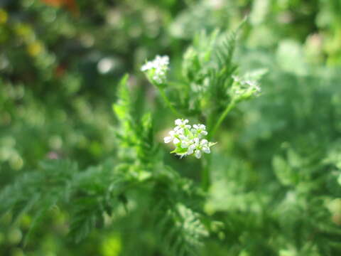 Image of garden chervil