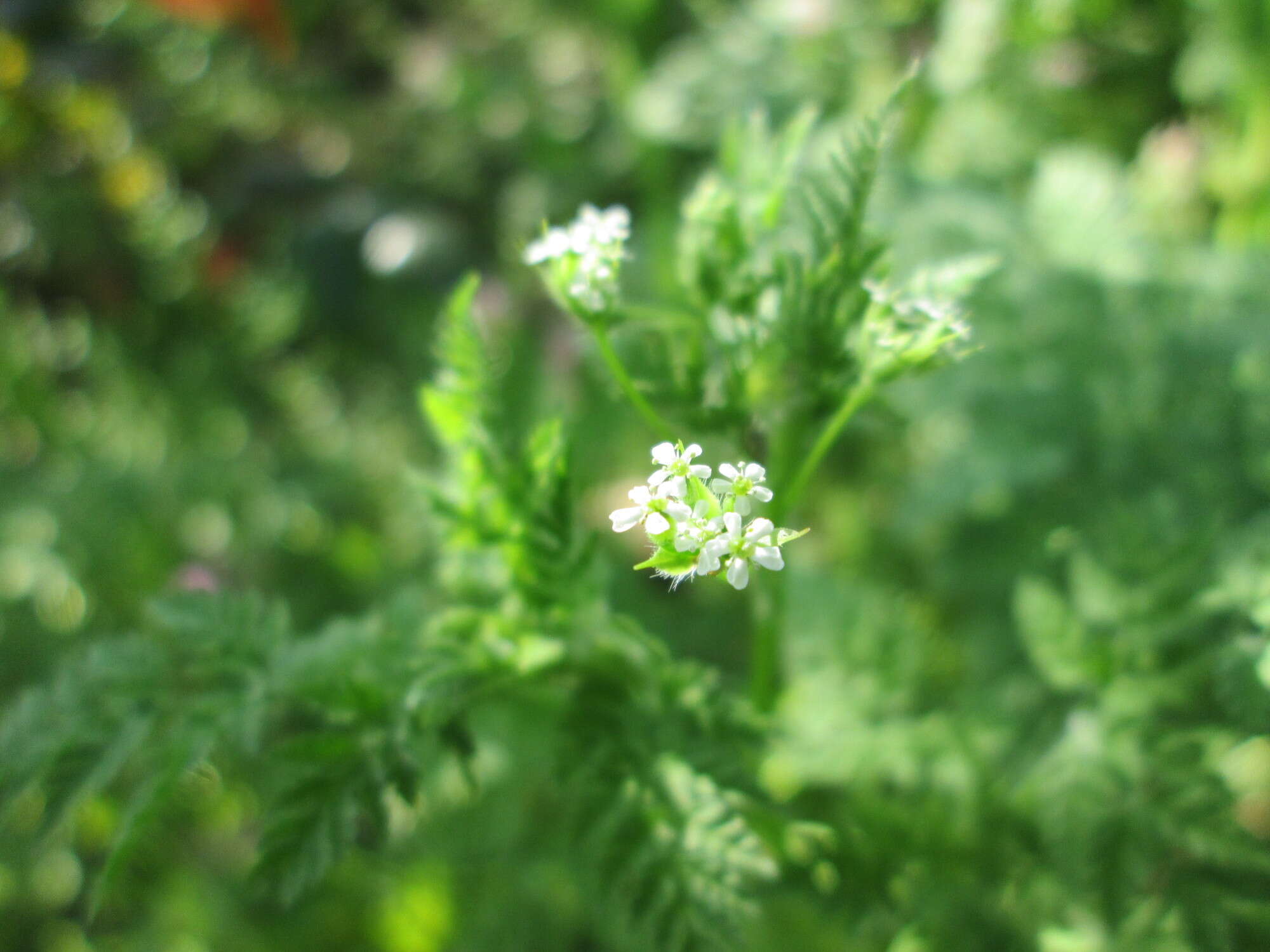 Imagem de Anthriscus cerefolium (L.) Hoffm.