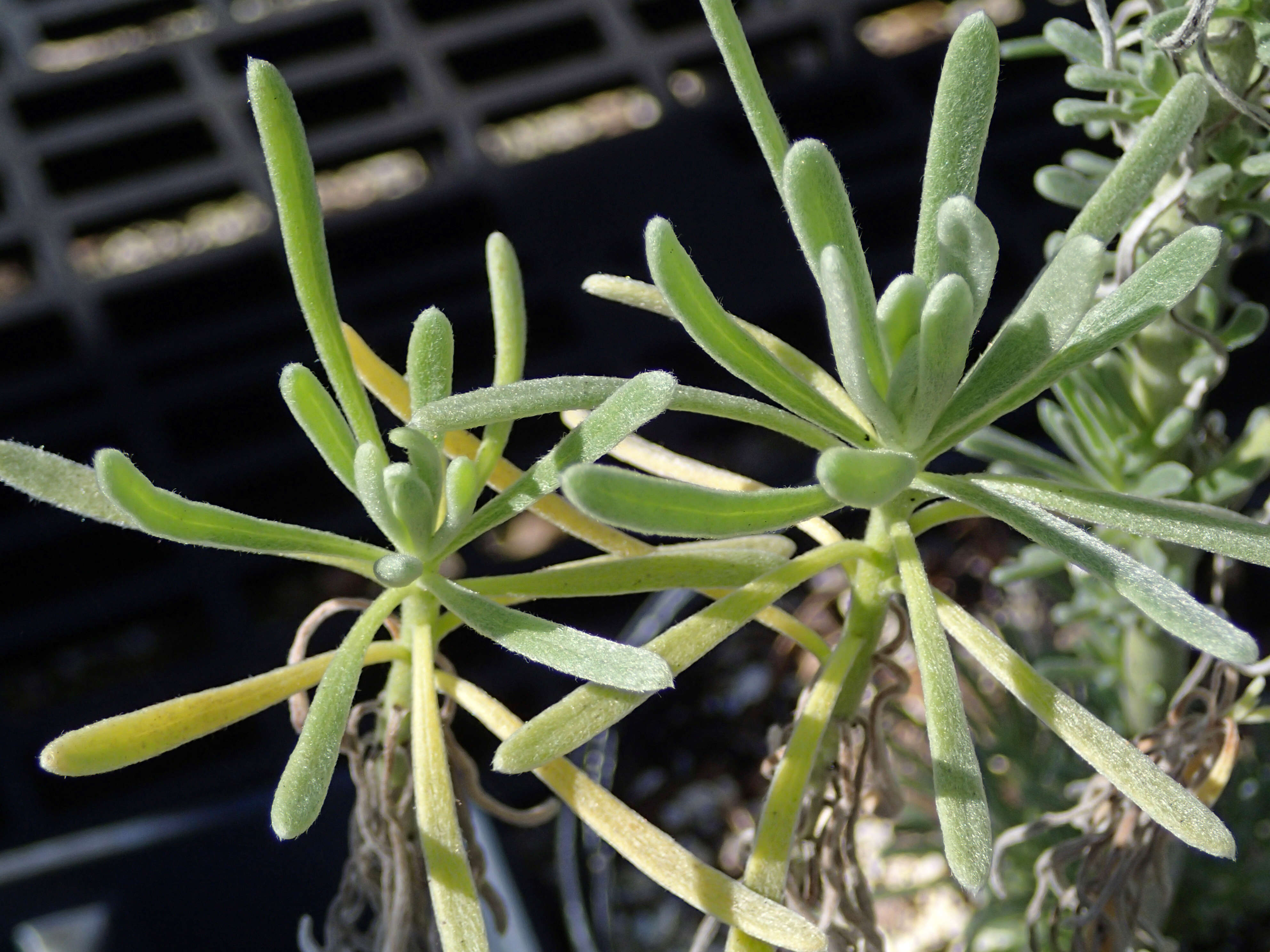 Image of sea rosemary