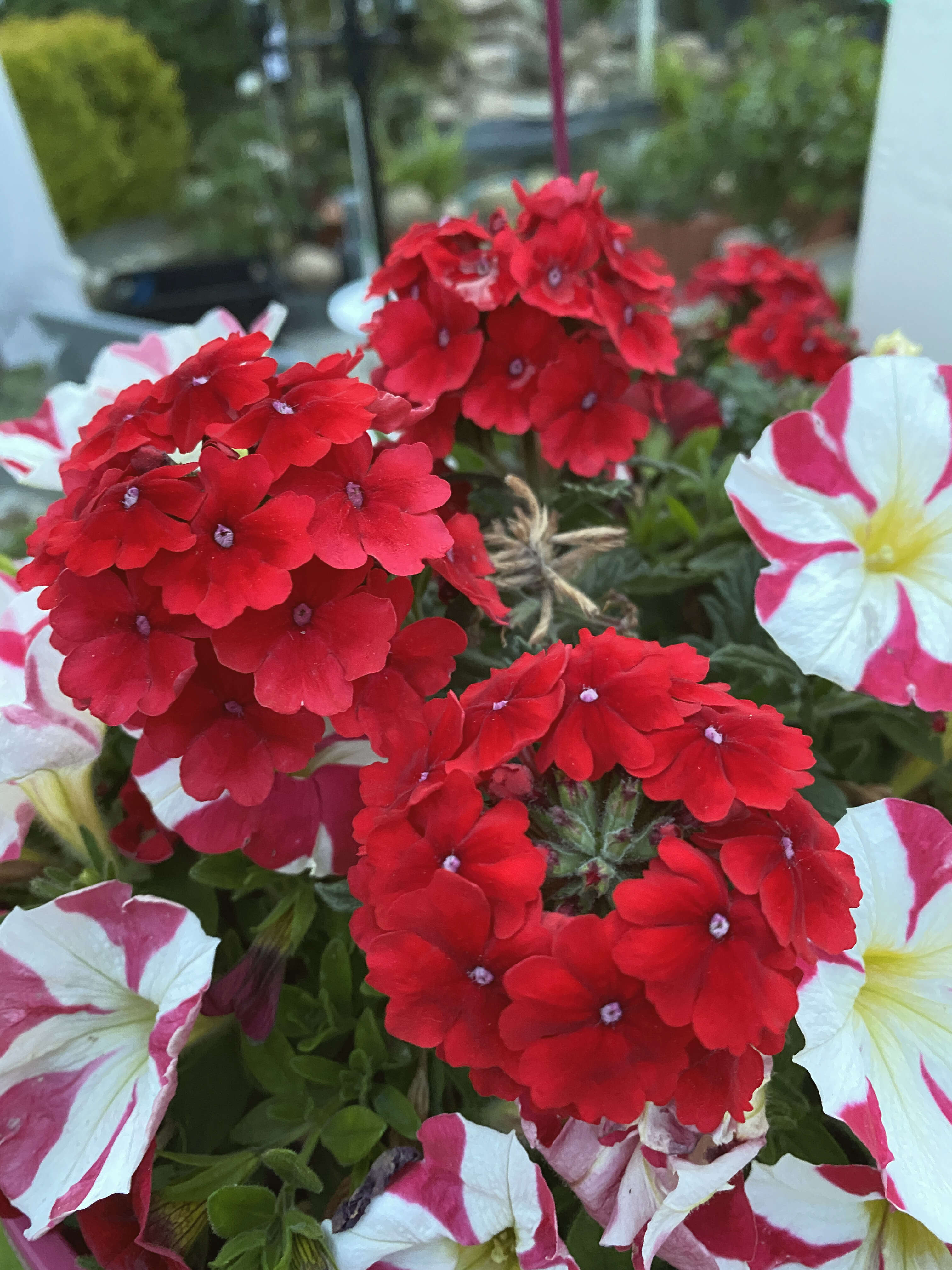 Image of seaside petunia