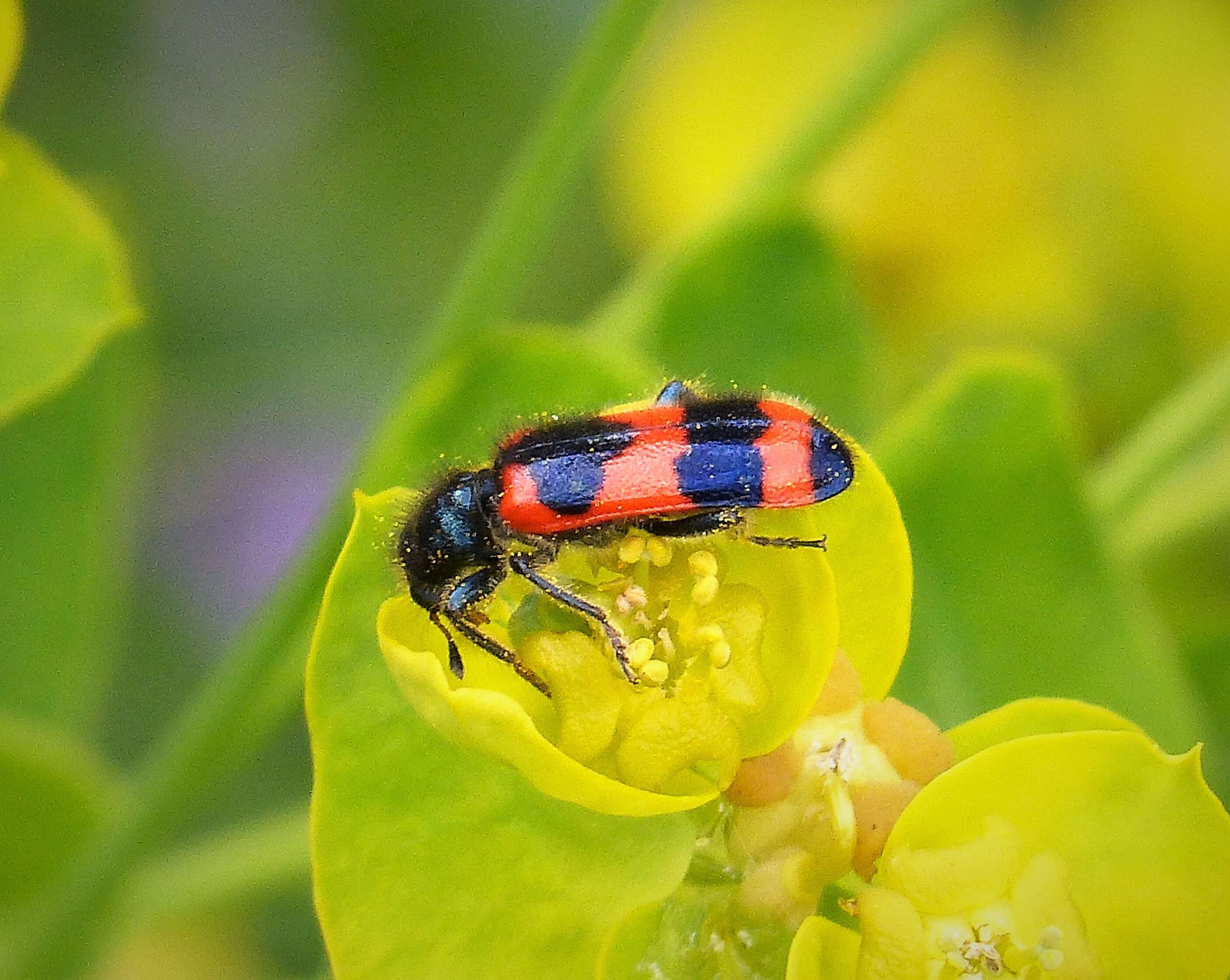 Image of Trichodes apiarius