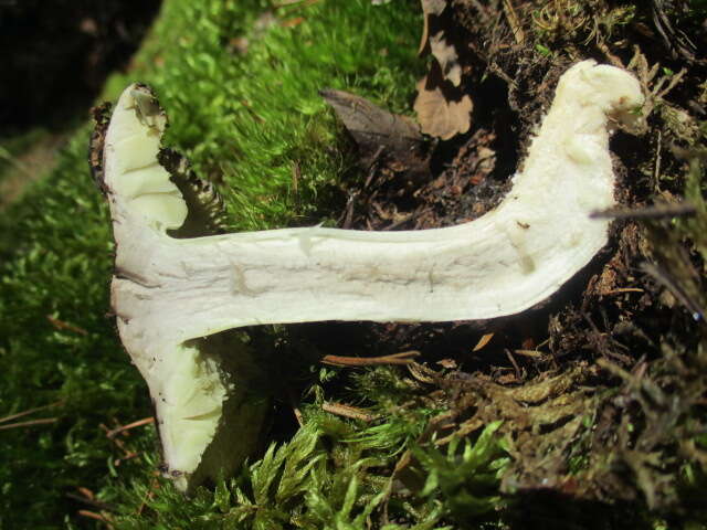 Imagem de Tricholoma portentosum (Fr.) Quél. 1873