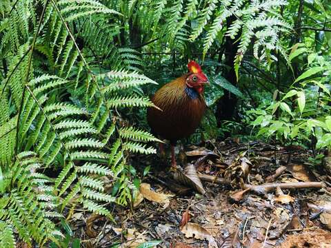 Image of Ceylon Junglefowl