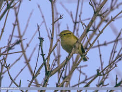 صورة Phylloscopus chloronotus (Gray, JE, Gray & GR 1847)