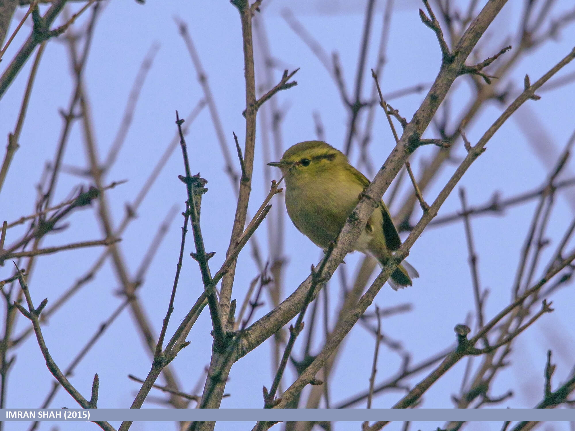 Слика од Phylloscopus chloronotus (Gray, JE, Gray & GR 1847)