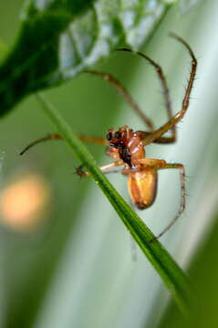 Image of Araneus