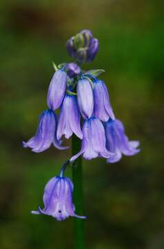 Imagem de Hyacinthoides massartiana Geerinck