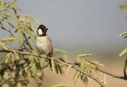 Image of White-eared Bulbul