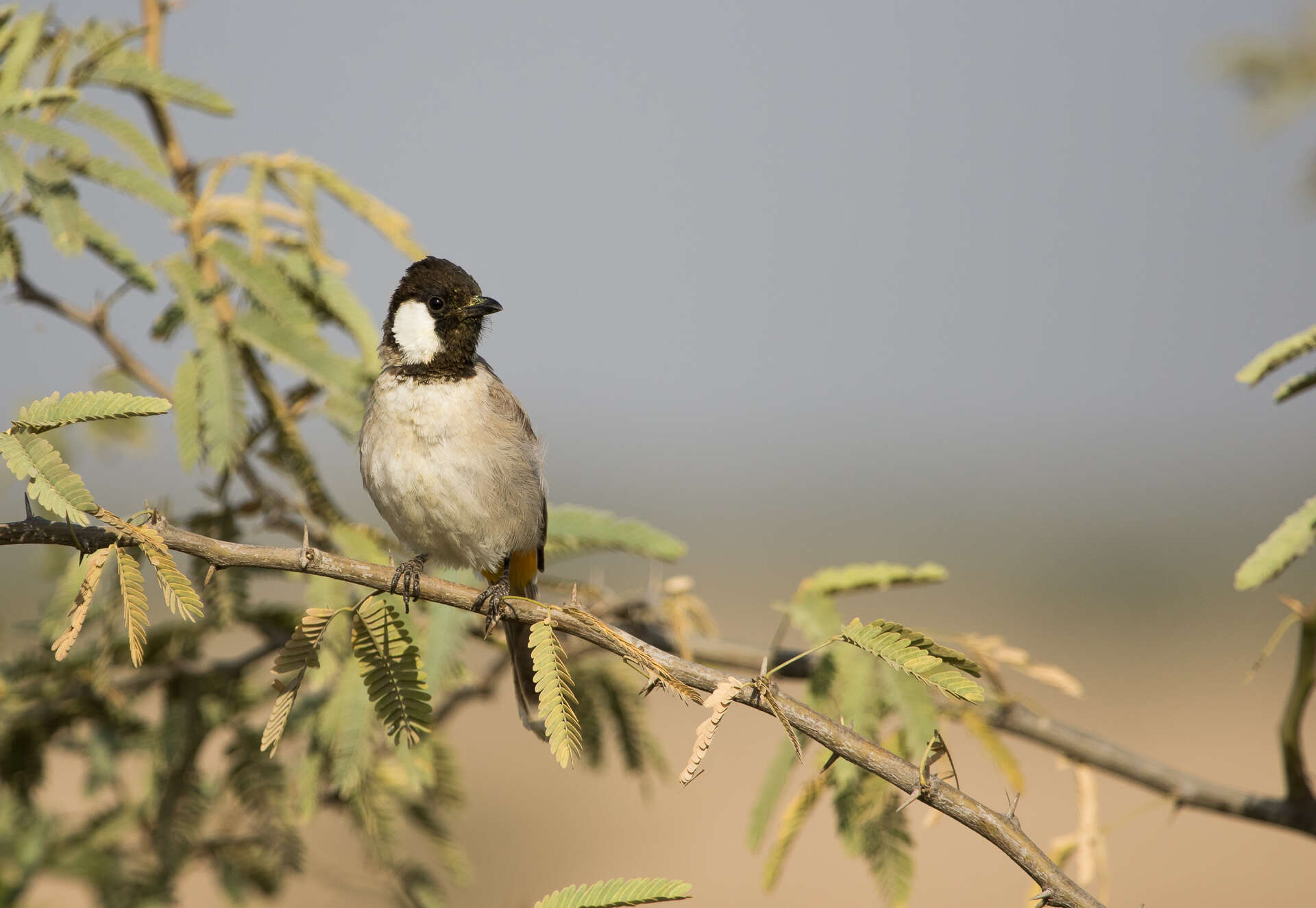 Image of White-eared Bulbul