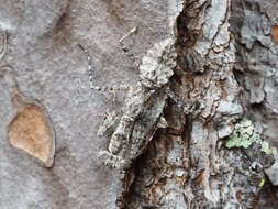 Image of Grizzled Mantid