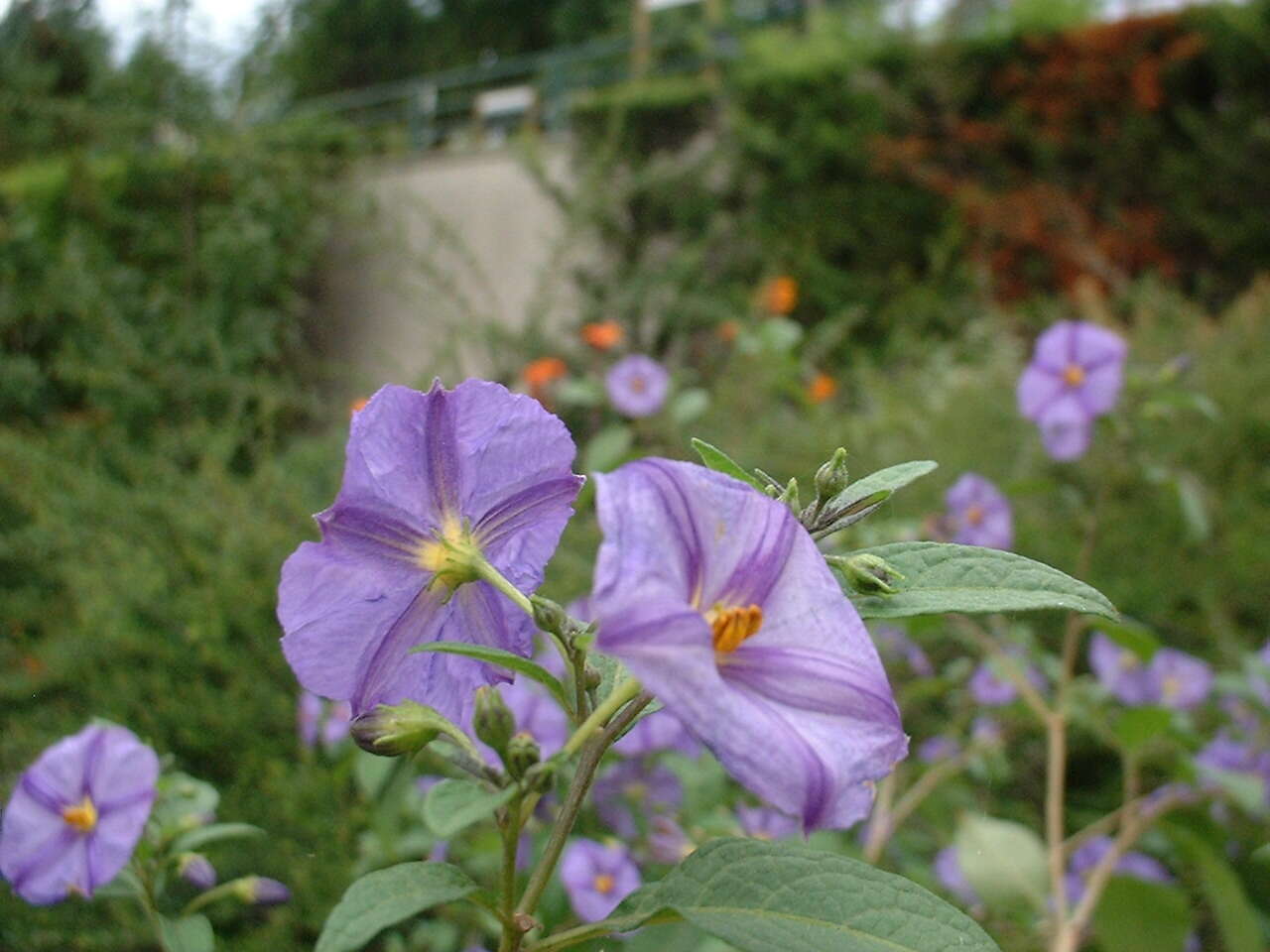 Image of Blue Potato Bush