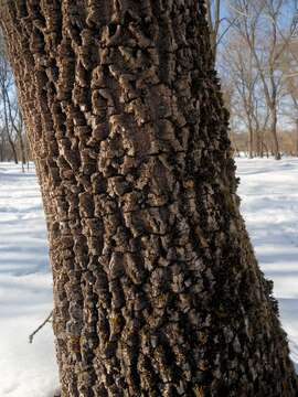 Image of Fraxinus pallisiae Wilmott