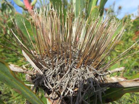 Image of Stink-leaf sugarbush