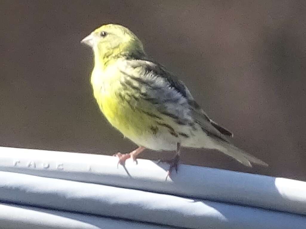 Image of serin, european serin