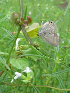 صورة Euchrysops cnejus (Fabricius 1798)