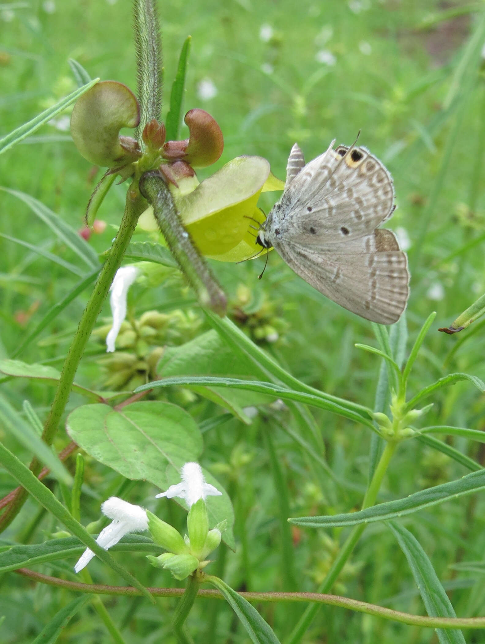 صورة Euchrysops cnejus (Fabricius 1798)