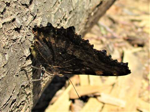 Image of large tortoiseshell