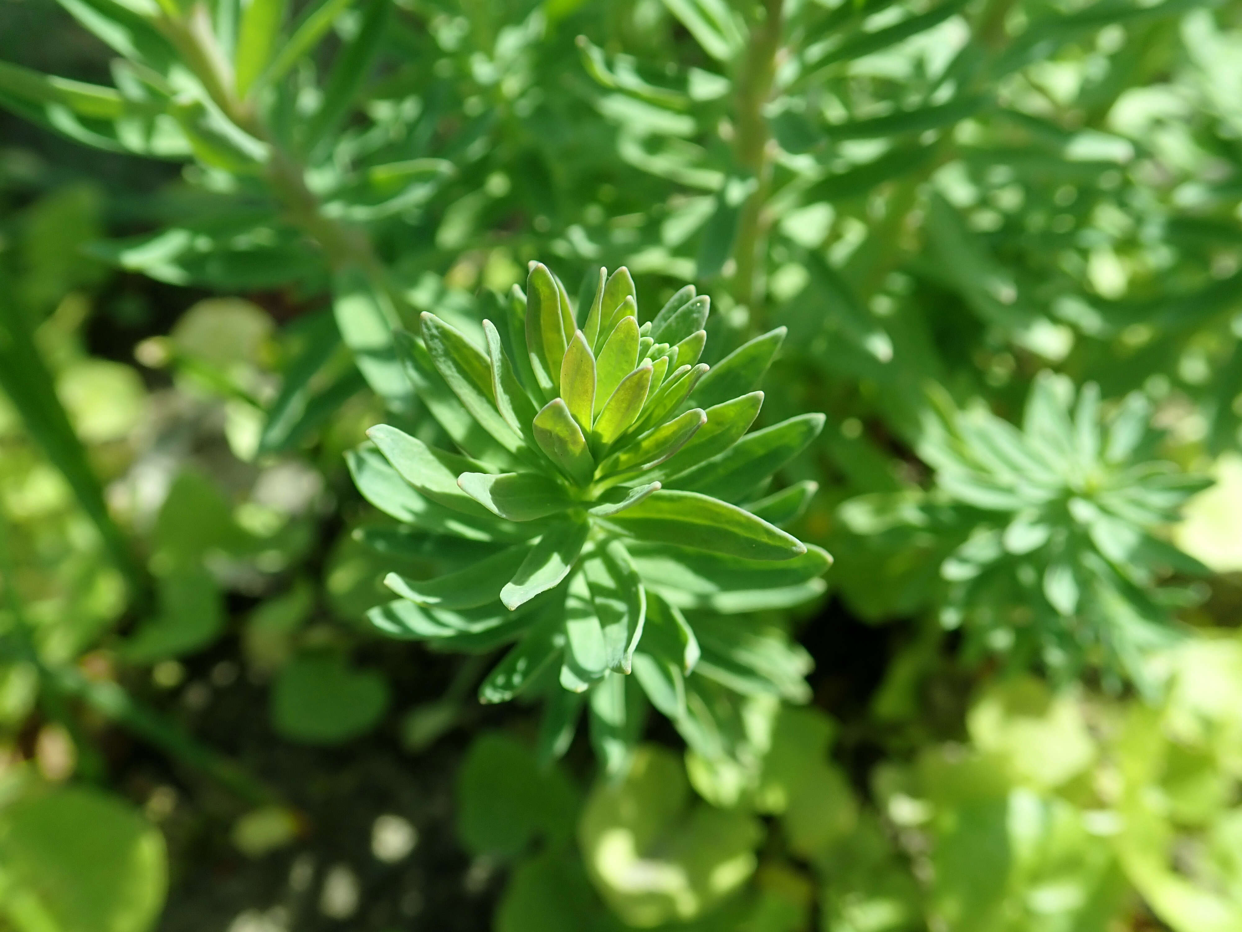 Image of Purple Toadflax