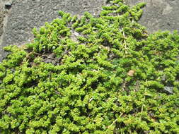 Image of smooth rupturewort