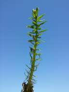 Image of twoleaf watermilfoil