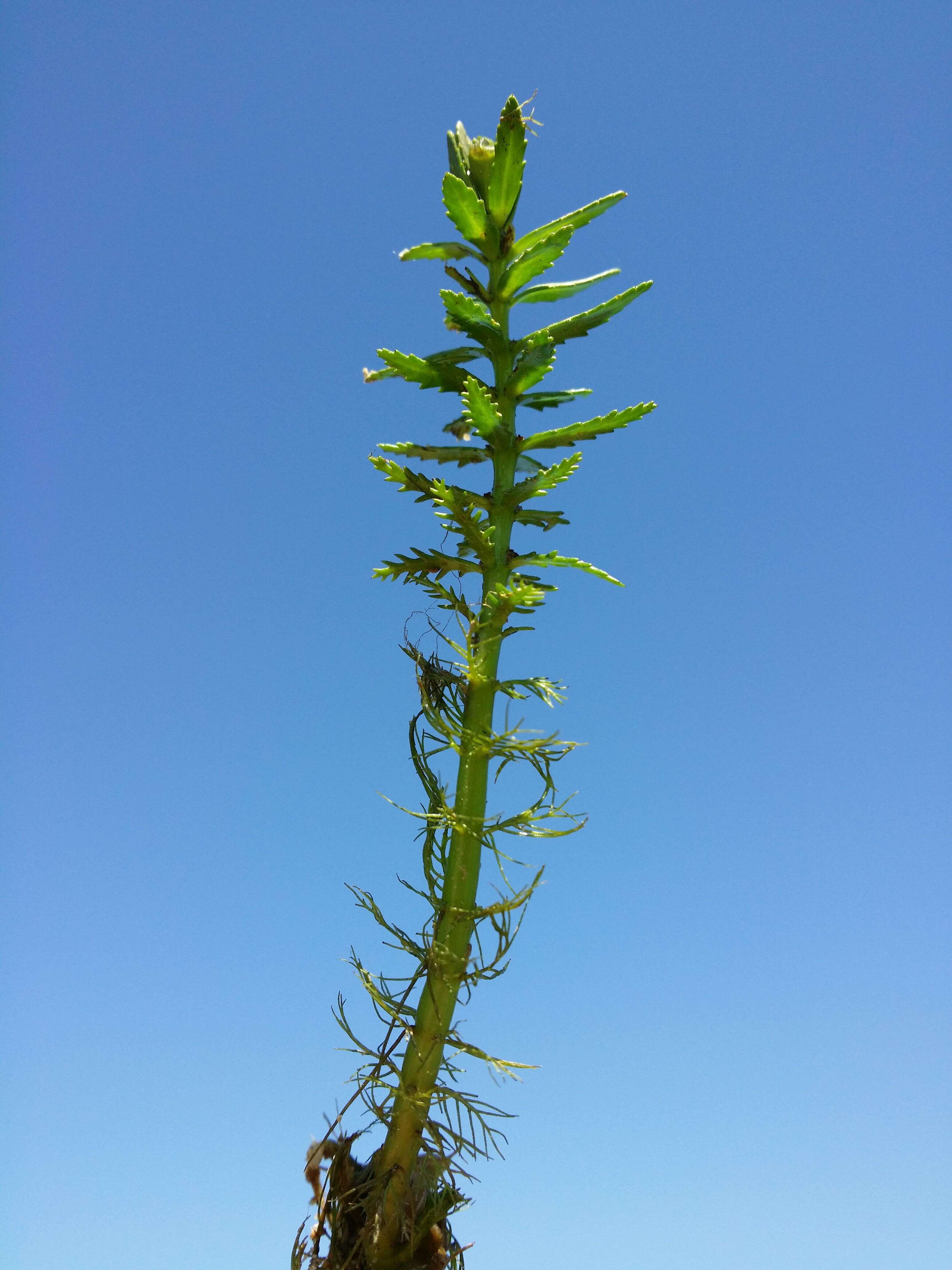 Image of twoleaf watermilfoil