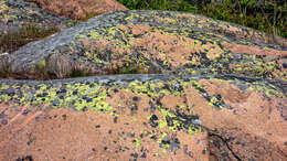 Image of Yellow map lichen;   World map lichen