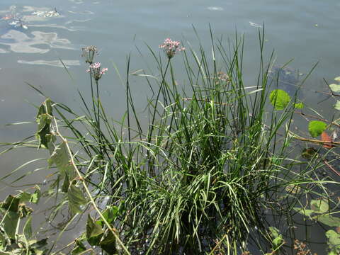 Image of flowering rush family