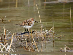 Imagem de Calidris minuta (Leisler 1812)