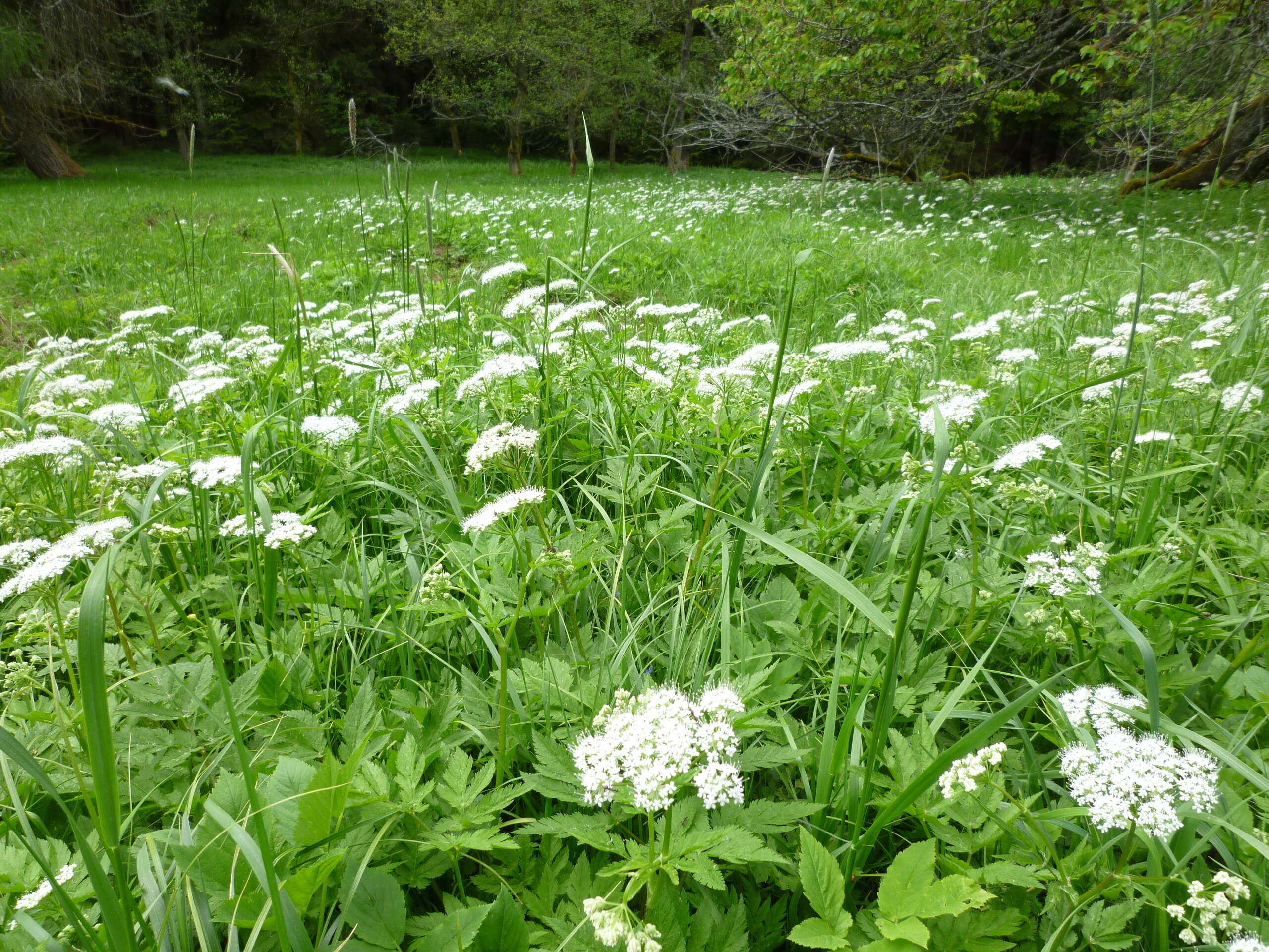 Image of Chaerophyllum hirsutum L.