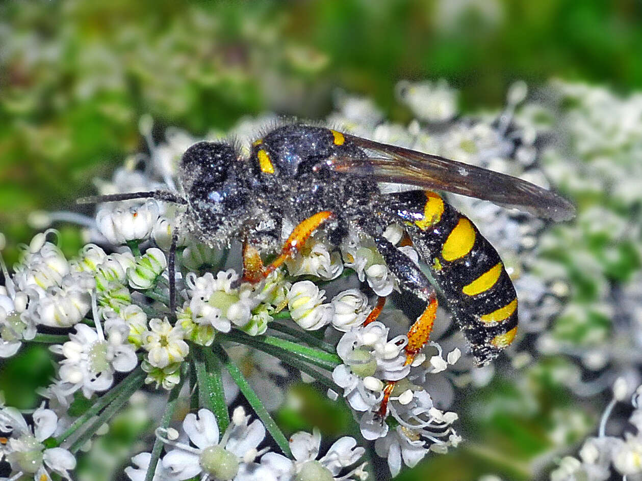 Image of Crabro cribrarius (Linnaeus 1758)