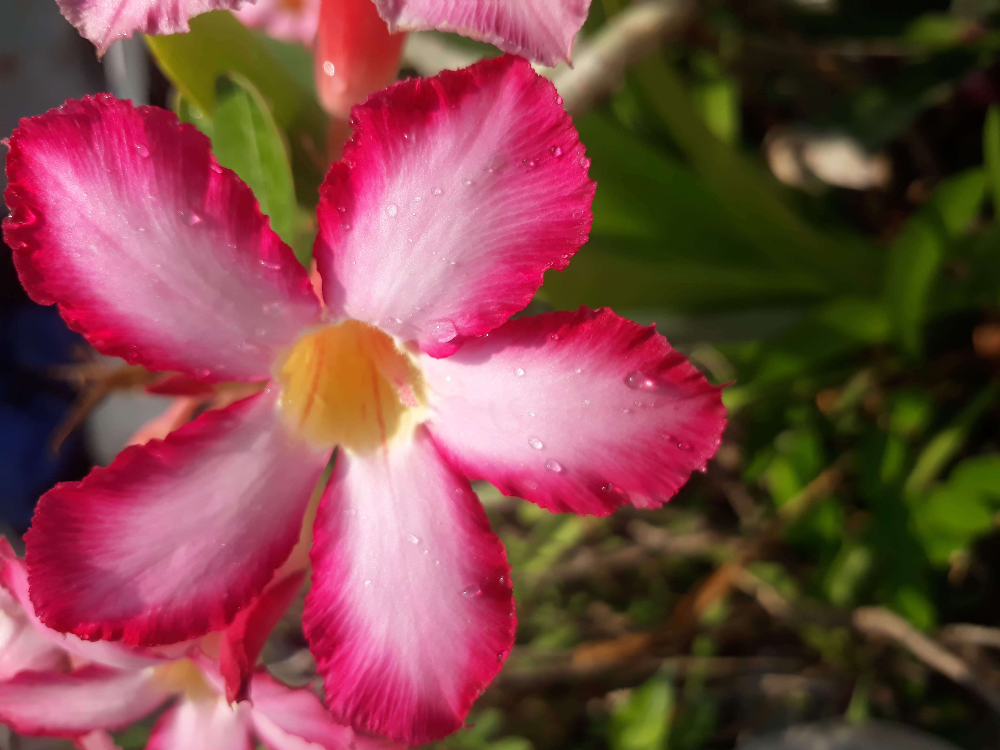 Image of Desert Rose