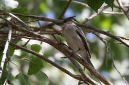 Pachyramphus aglaiae (Lafresnaye 1839) resmi